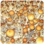 Псилоцибиновые (галлюциногенные) грибы в Томске Psilocybin "Golden Teacher" Псилоцибиновые (галлюциногенные) грибы в Томске Psilocybin "Golden Teacher"