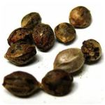 Семена марихуаны АК-47 (Seeds AK-47) в Томске Семена марихуаны АК-47 (Seeds AK-47) в Томске